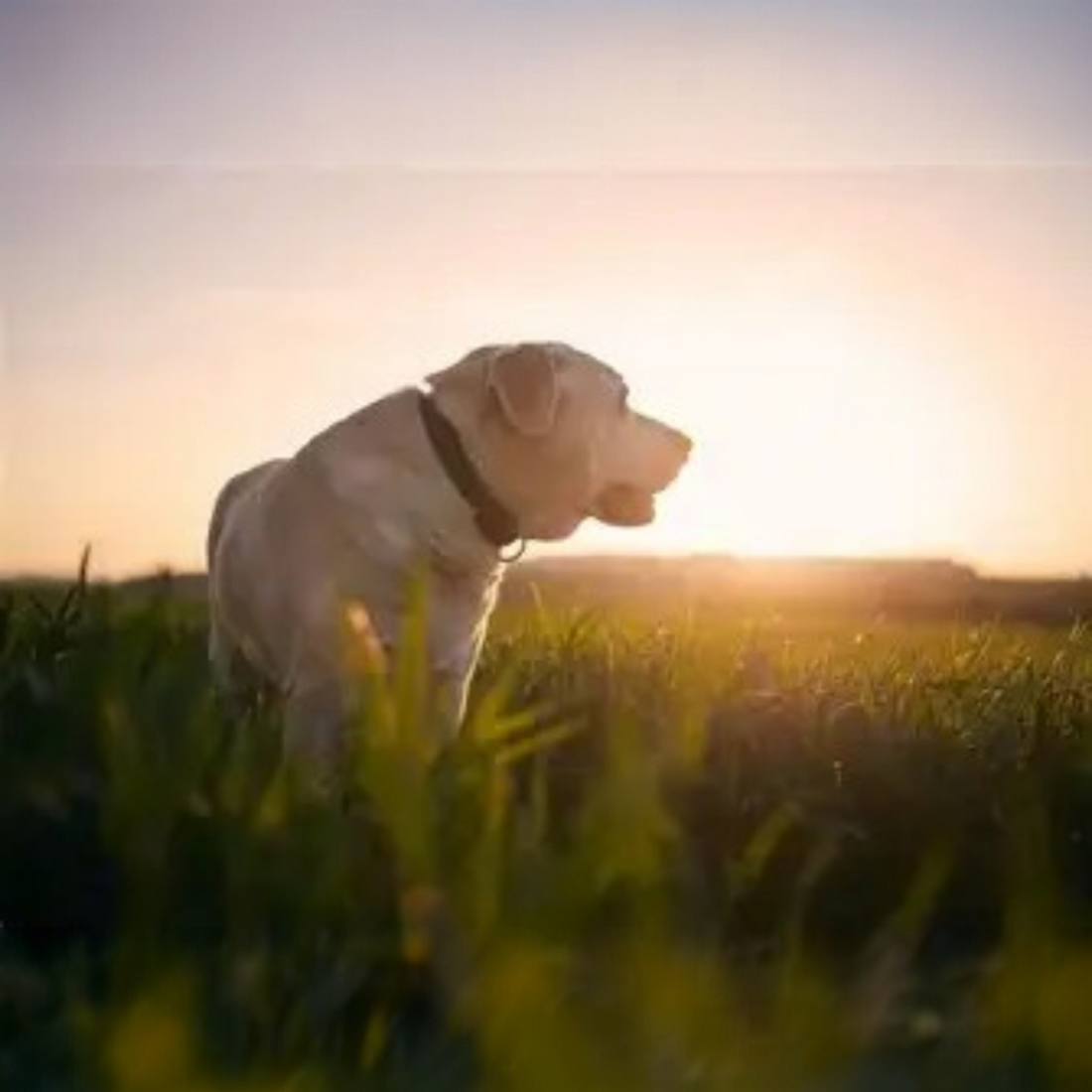 Remembering a Beloved Pet 🐾 — How Memorial Jewellery Helps You Grieve and Heal